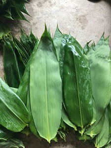 Hojas de Bambú Frescas Orgánicas al por Mayor de Vietnam, Suministro a Granel de Hojas de Bambú Naturales, Precio Competitivo - Ms. Grace - Product Image 4