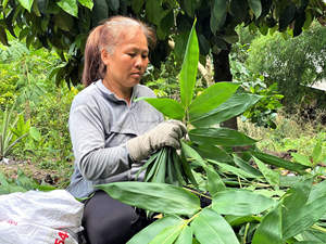 100% feuilles de bambou séchées au soleil naturelles grande taille 9cm + prix compétitif pour la fabrication de gâteaux directement du Vietnam - Product Image 2