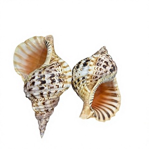 Natürliches Muschelsortiment aus Vietnam |   Gemischte Muscheln für DIY-Basteleien, Küstendekoration, Aquarium & Handarbeitsprojekte - Product Image 1
