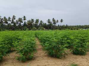 Poudre d'extrait d'herbe de Moringa - Product Image 2