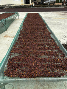 DALAKON Da Sar 100% Arabica Typica Café en Grains Entiers Torréfaction Moyenne 250g Vietnam Lam Dong Premium Caféiné Notes d'Agrumes - Product Image 3