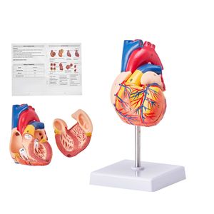 Modelo de Corazón Humano Anatómicamente Preciso de 2 Partes a Escala 1:1 con Números, Estructura Anatómicamente Correcta para Ciencias Médicas - Product Image 1