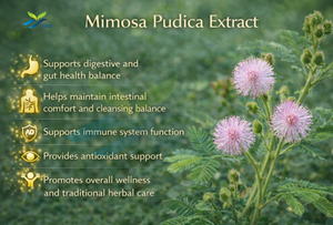 Extrait de Mimosa Pudica Pur et Naturel de Qualité Alimentaire, Fourniture Directe d'Usine HGO, Spécifications 5:1, 10:1, 20:1 - Product Image 3