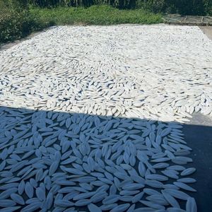 Os de Seiche de Haute Qualité 2026 – Bloc de Calcium pour Oiseaux, Idéal pour le Mâchage du Bec et les Animaux en Cage - Product Image 6