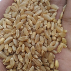 Grains de blé naturels de style biologique fournis aux importateurs alimentaires en gros grâce à un nettoyage, un emballage et un contrôle qualité soignés - Product Image 6