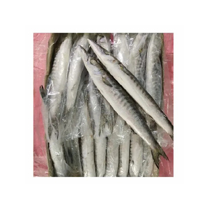 ขายดี ปลาบาราคูด้าแช่แข็ง คุณภาพพรีเมียม ขายส่งจำนวนมาก เกรดอาหาร พร้อมส่ง คุณภาพดีที่สุด สำหรับส่งออก - Product Image 3