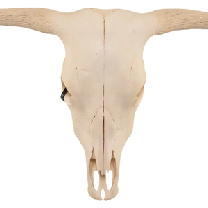 Handsome Hand Carved Hanging or Standing Buffalo Bull Head <b>Skull</b> Horn for Wall <b>Decor</b> - Product Image 2