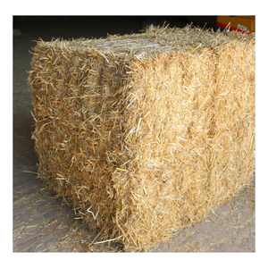 Meilleur foin de paille de blé pour l'alimentation des animaux Balles de foin de paille de blé de qualité supérieure pour bovins chevaux chameaux et moutons séchés au soleil - Product Image 2