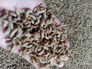 Vente en gros LARVE DE MOUCHE DE SOLDAT NOIR Nourriture de volaille séchée vers de farine séchés du Vietnam - Product Image 4