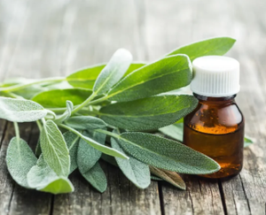 Aceite Esencial de Salvia Sálvia en Granel a Precio de Fábrica, Aceite Esencial de Salvia Sálvia 100% Puro y Natural - Product Image 2