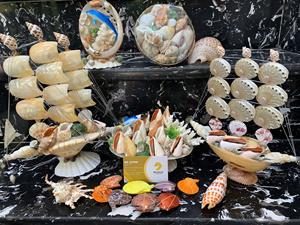 Colección de Conchas Marinas Naturales: Concha Reina, Casco de Rey, Tritón, Murex Manzana, Tulipán Verdadero, Concha de Cauri, Vieira Decorativa - Directo de Fábrica en Vietnam - Product Image 5