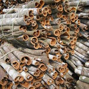 Palo entero Cassia/Canela de alta calidad de estilo seco Premium de Vietnam Precio + 84 359318390 - Product Image 1