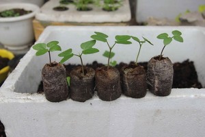 พีทมะพร้าวธรรมชาติ (Coir Peat) – วัสดุปลูกแบบออร์แกนิก เหมาะสำหรับการปลูกพืชแบบไฮโดรโปนิกส์และการเกษตร // คุณทอม - Product Image 4