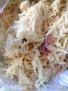 Musgo marino irlandés 100% Seamoss seco crudo 25 gramos Seamoss amarillo seco Musgo marino irlandés 1lb Bolsa 8oz Origen Vietnam ÁNGULO - Product Image 6