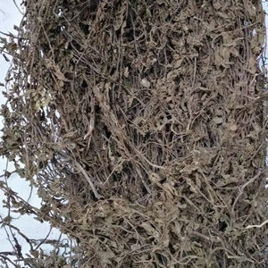 Jalea de Hierba Seca 100% Vietnamita (Mesona Chinensis) - A Granel/Bolsa, Certificación HACCP, 1kg, Origen Vietnam, Sra. Lily - Product Image 5