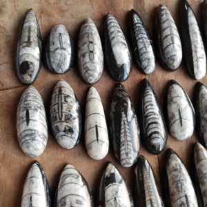 Cabujón Único de Orthoceras, Piedra Natural de Concha, Gema |   Piedra en Forma de Pera Pulida a Mano para Joyería, Venta al por Mayor en India - Product Image 2