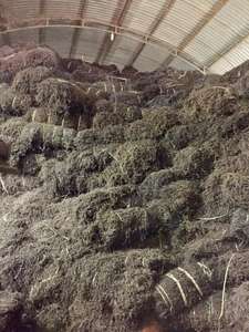 Promoción de precio caliente Deliciosa gelatina de hierba seca con sabor interesante Hecho en Vietnam por 99 Gold Data - Product Image 2