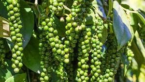 Pimienta Negra 100% Natural Certificada ISO de Alta Calidad, 550GL, Seca, Cruda, Procesada, Especias y Hierbas en Polvo, Mejor Precio - Product Image 3