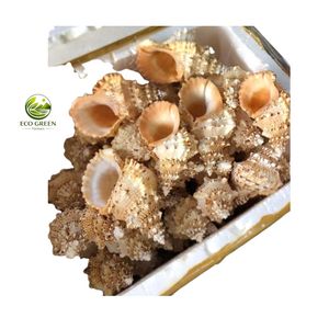เปลือกหอยตกแต่ง Tutufa Bubo ขนาดใหญ่ สีแดงอมชมพู สำหรับงานแต่งงานริมชายฝั่ง งานประดิษฐ์ตู้ปลา และของที่ระลึก - Product Image 5