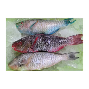 Low price frozen parrot fish high quality fish portion prepared for <b>large</b> volume shipment and fast delivery - Product Image 6