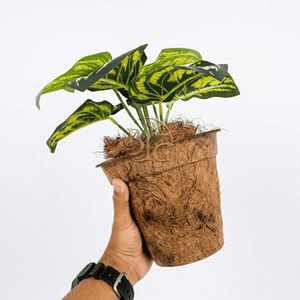 กระถางต้นไม้ใยมะพร้าว Cocopot เป็นมิตรกับสิ่งแวดล้อม สำหรับตกแต่งภายในและภายนอกบ้าน สำนักงาน ห้องนั่งเล่น เหมาะสำหรับวันวาเลนไทน์และวันคริสต์มาส - Product Image 4