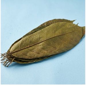 Feuilles de cacao écologiques YAMUNA 31-35 cm (12-13 pouces) pour aquarium, lot de 24 feuilles - Product Image 3