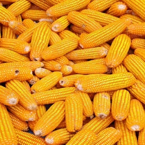 ข้าวโพดเหลืองแห้งคุณภาพสูงสำหรับมนุษย์และสัตว์ ไม่ใช่พืช GMO อายุการเก็บรักษา 24 เดือน - Product Image 2
