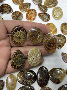 แอมโมไนต์ธรรมชาติ ขนาดผสม รูปไข่ ทรงคาโบชอง พลอยแท้ รับรองโดย IGI ขัดเงาอย่างดี ทำด้วยมือ สำหรับทำจี้สร้อยคอ - Product Image 1