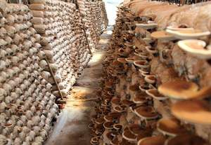 Natural Red Reishi <b>Mushroom</b> Slices for Making Tea Improve Immunity and Sleep Quality - Product Image 6