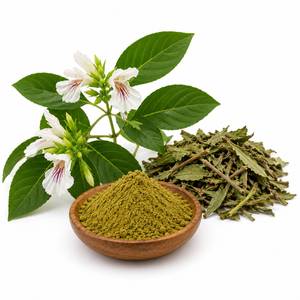 Extracto de Hoja de Adhatoda Vasica en Polvo, Extracto Botánico Premium para Aplicaciones de Suplementos Herbales, Suministro del Fabricante, OEM - Product Image 5