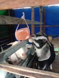 La pierre à lécher de sel de qualité supérieure Offre Spéciale Blue Lotus 2025 améliore la fertilité et l'efficacité pour les animaux d'élevage - Product Image 3