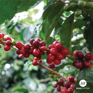 Hancoffee Filter/Drip Bag 100% Arabica Instant Coffee Low MOQ Customized Packaging 10gr/sachet Bulk <b>Box</b> Ready Ship - Free Sample - Product Image 5