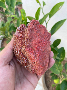 Grappe de cristaux de vanadinite naturelle |   Spécimen minéral rouge sur matrice |   Pierre de présentation pour collectionneur |   3,5 pouces - Product Image 3