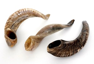 Real <b>Sheep</b> Ram Horn Natural Polished Horns for Decoration & Craft High Quality - Product Image 1