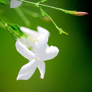 Aceite Floral Natural Puro de Jasminum Grandiflorum, Extracto por Solvente, CAS 8022-96-6, para Perfumes y Aromaterapia, Exportación a Granel OEM - Product Image 3