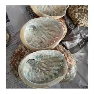 Material de Concha de Abulón Natural para Proyectos Decorativos, Fabricación de Joyería y Diseños de Mosaico de Conchas - Product Image 1