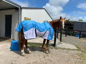 Couverture anti-mouches pour cheval personnalisable, légère, imperméable, en maille rafraîchissante pour l'hiver, avec coque en polyester Ripstop - Product Image 4