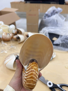 เปลือกหอยนอติลุสธรรมชาติแบบมีช่องสำหรับตกแต่งบ้าน งานฝีมือ DIY ขายส่งจากเวียดนาม - Product Image 2