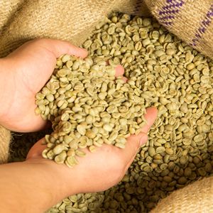 Best Selling Vietnam Robusta Coffee <b>Beans</b> Size 16 AA+ Pure Natural 60kg PP <b>Bags</b> Factory Supply - Product Image 1