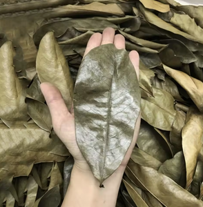 Hot Selling Dried Soursop Leaves (Graviola) - High Quality Herbal <b>Tea</b> Ingredient Natural Detox Herbal <b>Tea</b>, Bulk Supply - Product Image 2