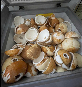 Fabricant vietnamien de viande de noix de coco surgelée IQF, viande de noix de coco fraîche et naturelle, approvisionnement en vrac, exportation - Product Image 5