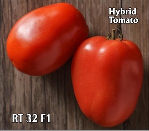 Semillas Híbridas de Tomate Moon Star RT 32 F1 - Product Image 1