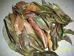 Gomme de corossol séchée naturelle de qualité supérieure du Vietnam, sans sucre ajouté, collation tropicale saine et moelleuse, idéale pour le bureau, vente en gros - Product Image 2