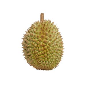 Durian Fresco 100% Natural |   Durian Vietnamita Premium para Exportación - Product Image 1