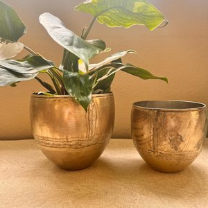 Ensemble de pots en métal doré avec une plante verte feuillue dans un style bol, récipients décoratifs pour usage intérieur et extérieur - Product Image 3