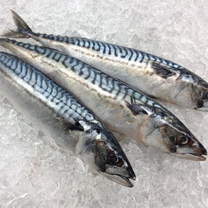 Pescado caballa congelado, rico en grasas saludables y vitaminas, que garantiza un sabor y una calidad deliciosos para compradores al por mayor. - Product Image 4