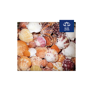 Venta Rápida: Conchas Marinas Ecológicas, Seguras y Limpias, Ideales para Manualidades y Fabricación de Velas, Venta Directa al Por Mayor - Product Image 1