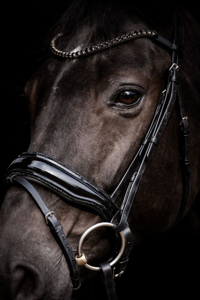 Brida de cuero premium Horsekraft HK-BR230, la más vendida, con cabezada anatómica suavemente acolchada, cristales y narquiler transpirable. - Product Image 3