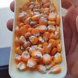 Embalaje personalizado de grano de maíz amarillo de origen indio de grado de alta calidad para alimentación animal en bolsas de PP de 20/40/50KG a tasas bajas - Product Image 1