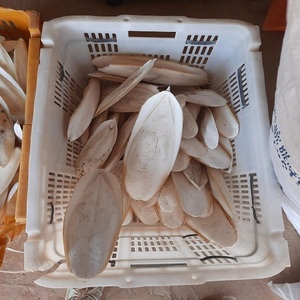 Meilleur prix, haute qualité, os de seiche séchés congelés d'Allemagne pour les grossistes et les acheteurs - Product Image 5